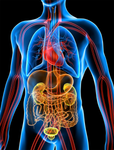 RABDOMIÓLISIS, LA ENFERMEDAD DE LOS QUE SE VIENEN MUY ARRIBA CON EL EJERCICIO