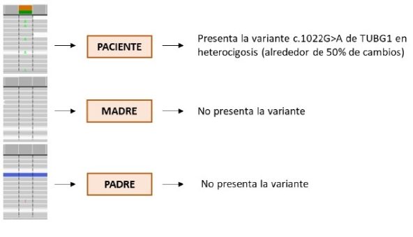EXOMA DIRIGIDO Y ESTUDIOS DE COSEGREGACIÓN, EL EQUIPO PERFECTO EN DIAGNÓSTICO GENÉTICO: CASO CLÍNICO