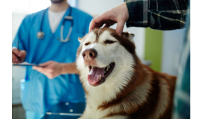 ACARICIAR A TU MASCOTA TE PUEDE AYUDAR A REDUCIR EL ESTRÉS: Y BASTA CON UNOS MINUTOS