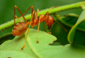 ESTE MÉTODO DE DIAGNÓSTICO DEL ALZHÉIMER RECUERDA A LAS HORMIGAS, PERO NO TIENE NADA QUE VER CON ELLAS