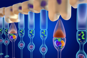 DIAGNÓSTICO DE LA RETINOSIS PIGMENTARIA: COMPRENDIENDO LA VISIÓN A TRAVÉS DE LA GENÉTICA