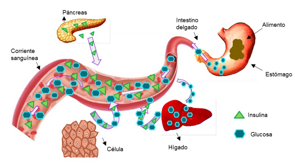 LA GLUCOSA: EL COMBUSTIBLE DEL MOTOR CELULAR