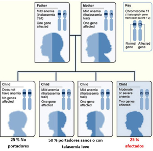 TALASEMIAS: LAS ANEMIAS HEREDADAS