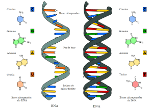 ENTENDIENDO LAS MOLÉCULAS DE LA VIDA: LAS DIFERENCIAS FUNDAMENTALES ENTRE EL ARN Y EL ADN