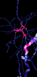 GENÉTICA DEL TDAH: AVANCES EN LA INVESTIGACIÓN DEL TRASTORNO POR DÉFICIT DE ATENCIÓN