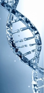 INFLAMACIÓN Y ENVEJECIMIENTO: UNA VISIÓN GENÉTICA