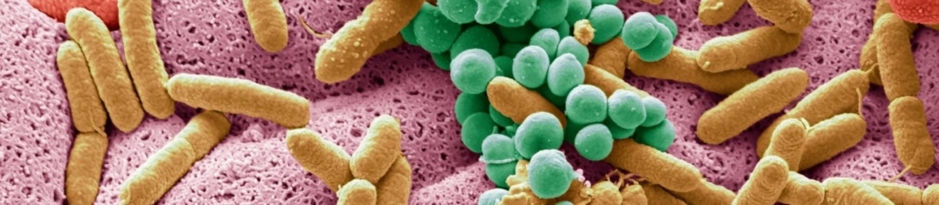 LORGEN MICROBIOME: QUÉ ES LA MICROBIOTA INTESTINAL Y CÓMO INFLUYE EN TU SALUD